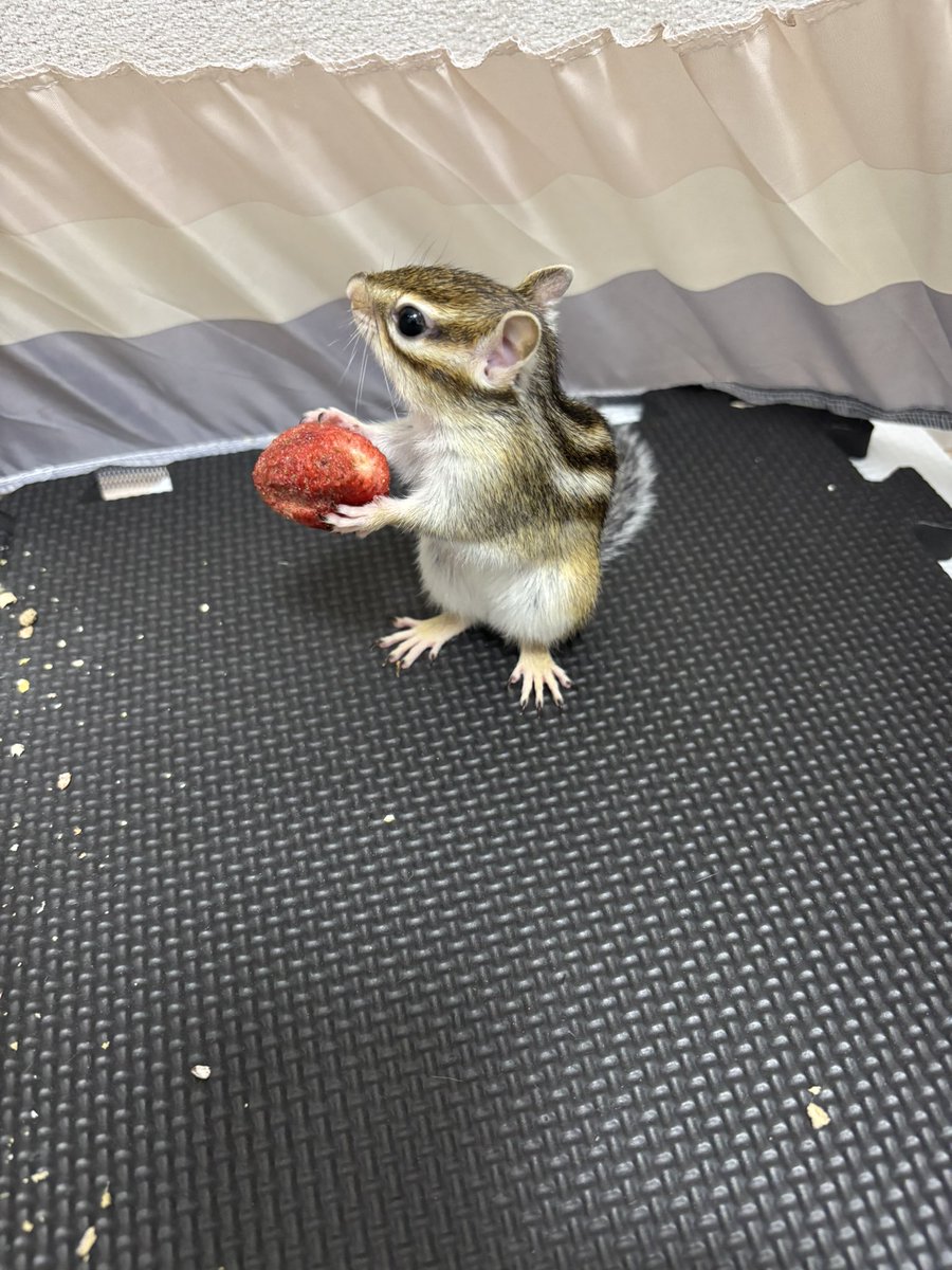 tomoster_jan's tweet photo. 蚊帳んぽ中に爪が引っかかってしまったネルちゃん　パニックになっていたのに助けに行ったわたしの手を噛んだりしませんでした👏信頼してもらえてるのかも😭
#シマリス https://t.co/tfYRCnekAv