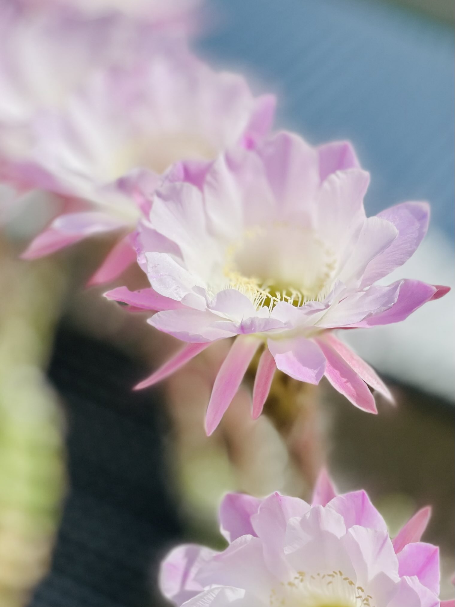 花柄チェニック✳花柄✳かわいい✳ チュニック 花柄 - メルカリ