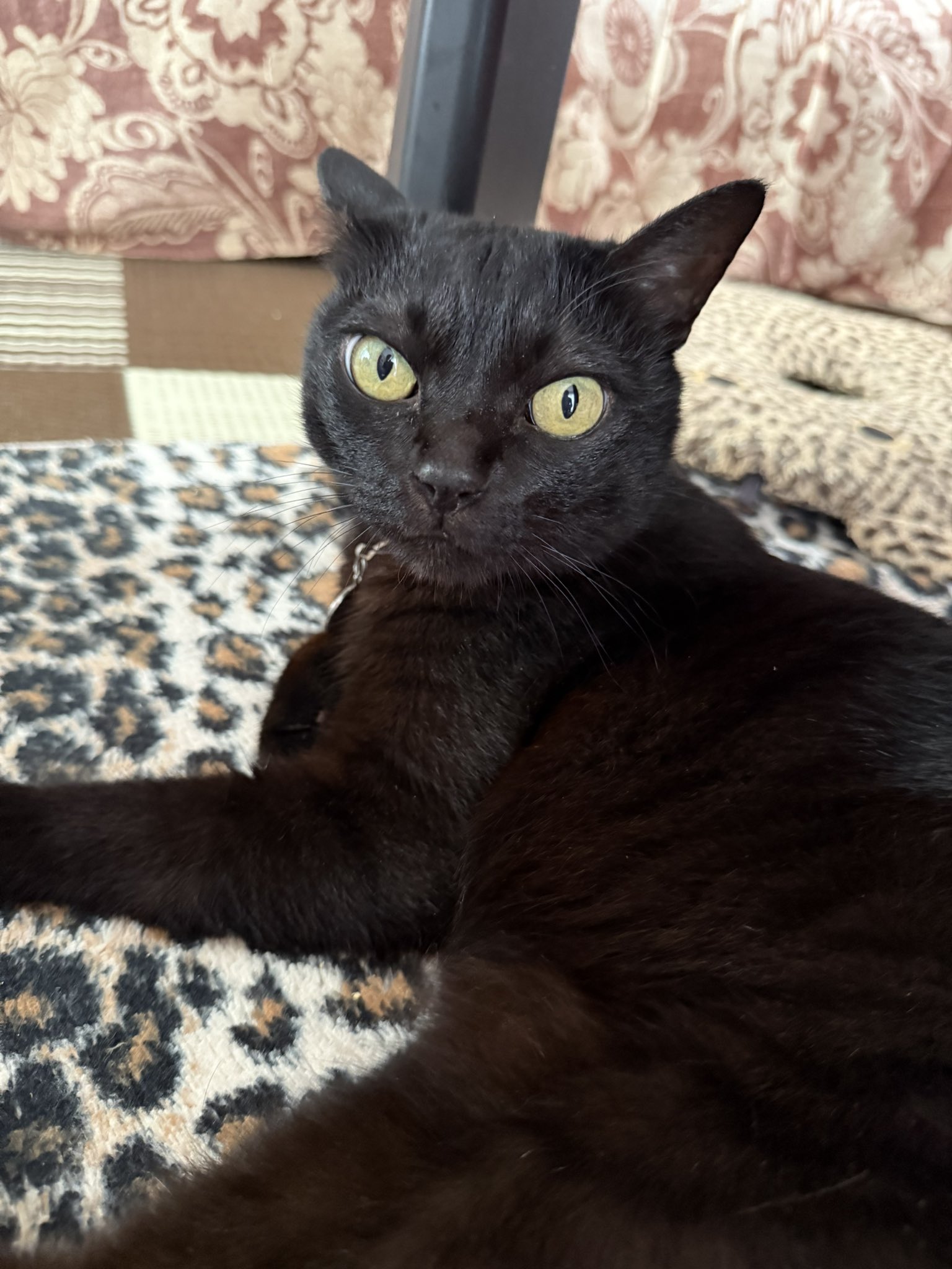 黒猫。BTS 2日早いけど8月17日 は #黒猫感謝の日 #blackcatappreciationday