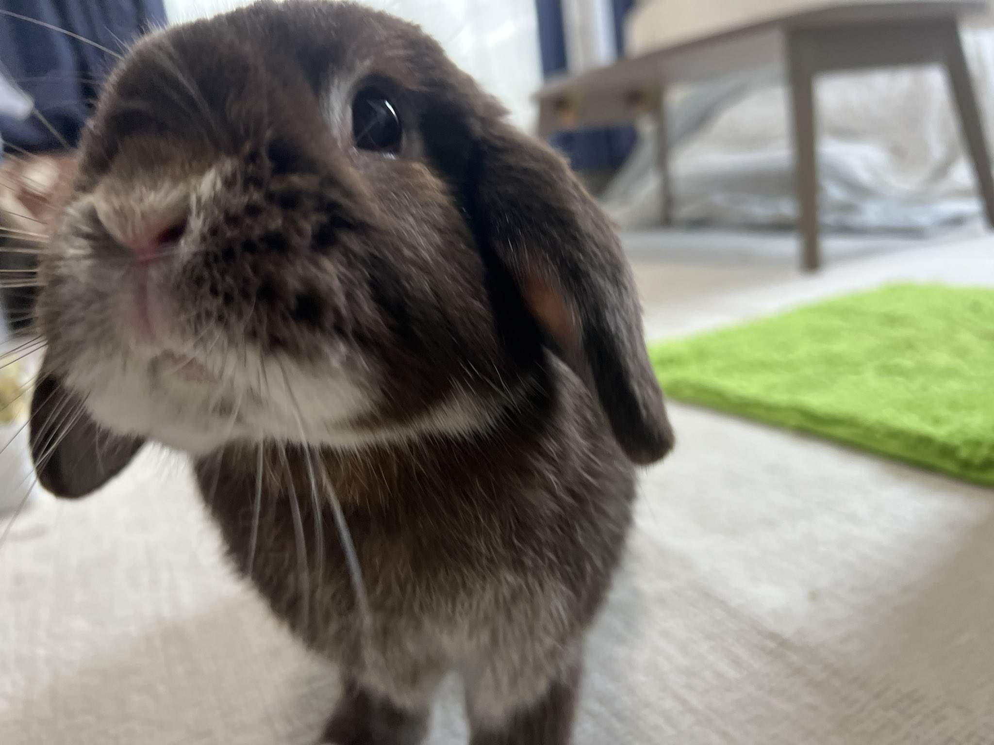 今日もうちのうさぎがかわいい on X: 