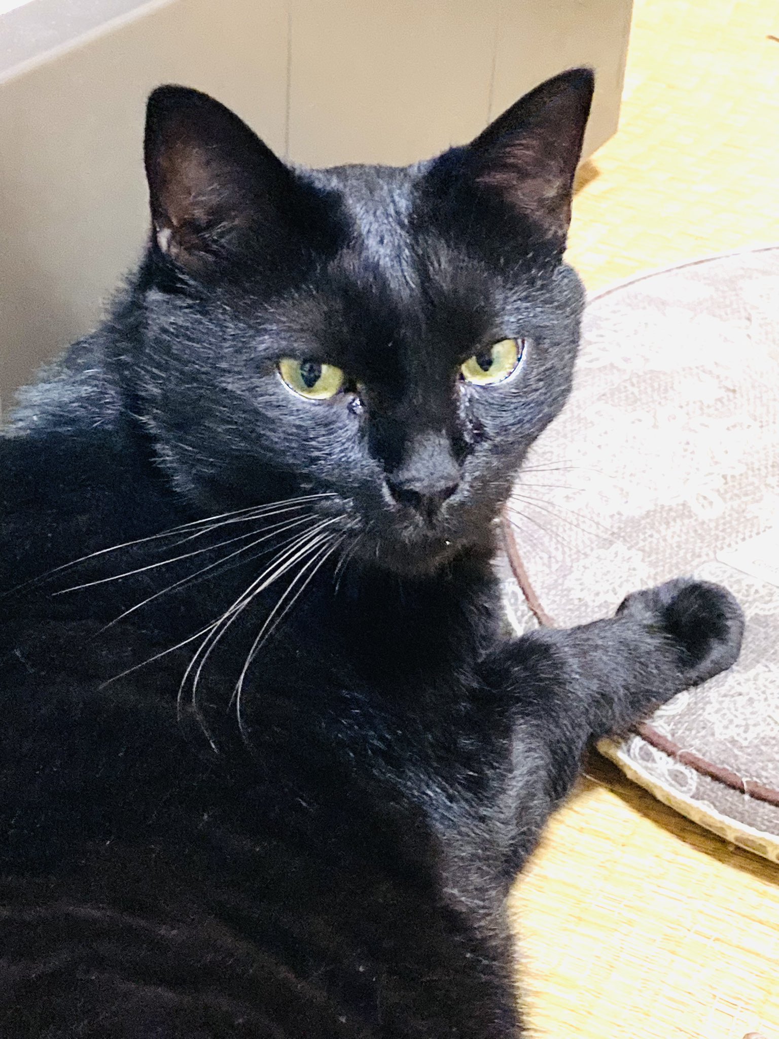 黒猫（12月8日　19時まで） 月枝 on X: 