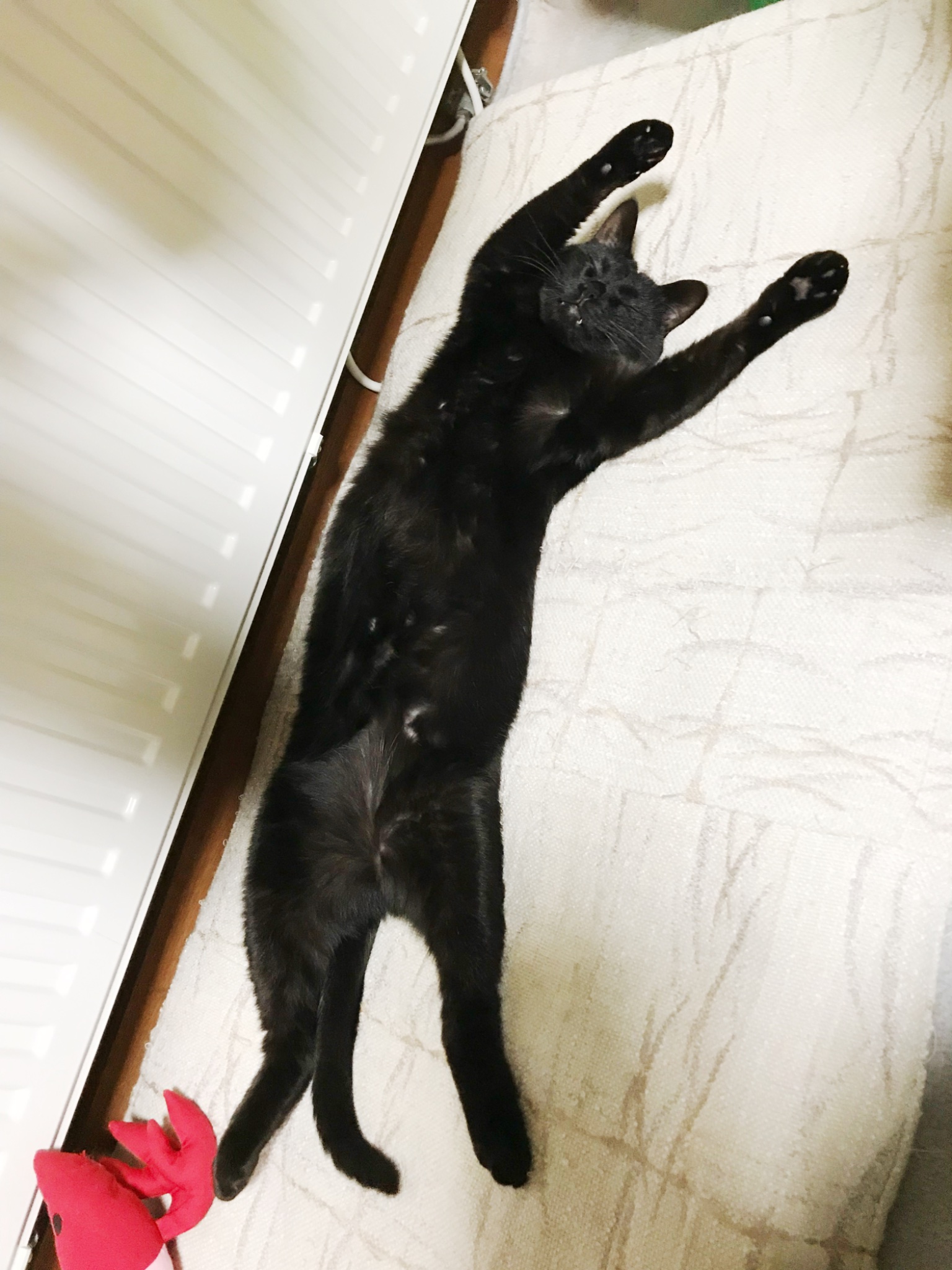 黒猫 GyhXkeAaMAA_UUJ.jpg