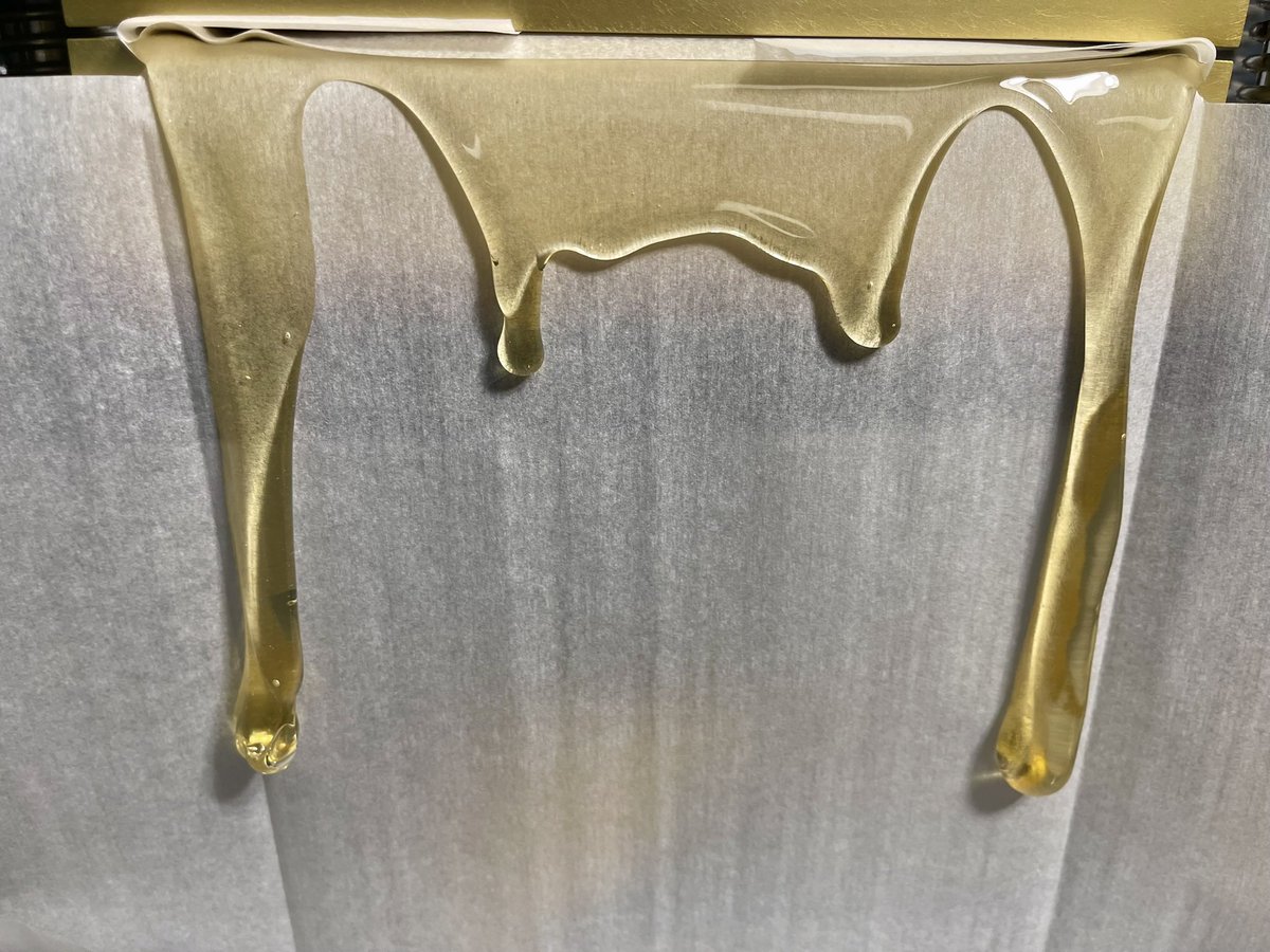 wavingcathash's tweet image. Lemon Fire #4, another absolute banger bred/selected by @pure_melt, insanely sweet sour lemon and burnt sugar 🍋☄️