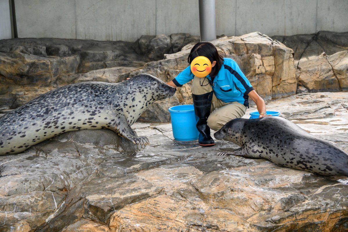 ほしぶき #しながわ水族館 #しな水 #ホシ #しぶき