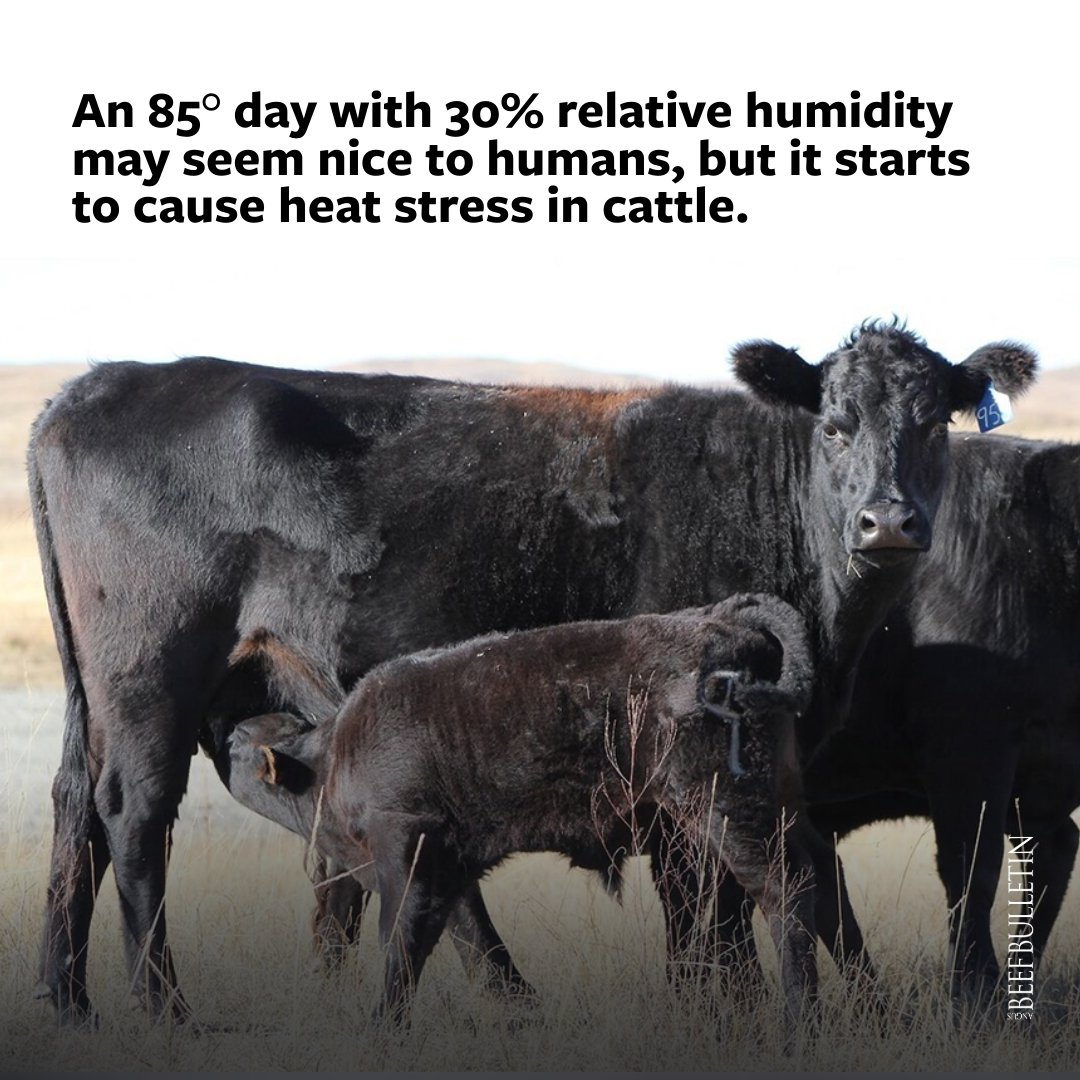 Just because a summer/fall-born calf arrives during t-shirt weather doesn’t mean they are immune to problems. @unlbeef says check newborns for these four problems before writing them off as healthy: bit.ly/41B8l2H #ABBx