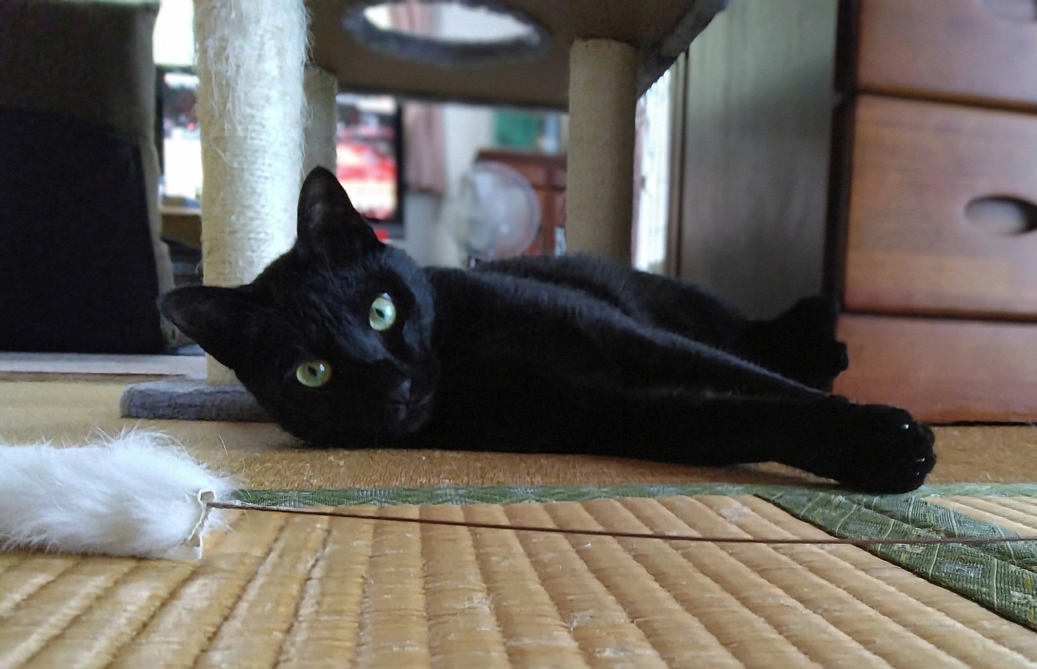 「黒猫みんと」のみ みちみち on X: 