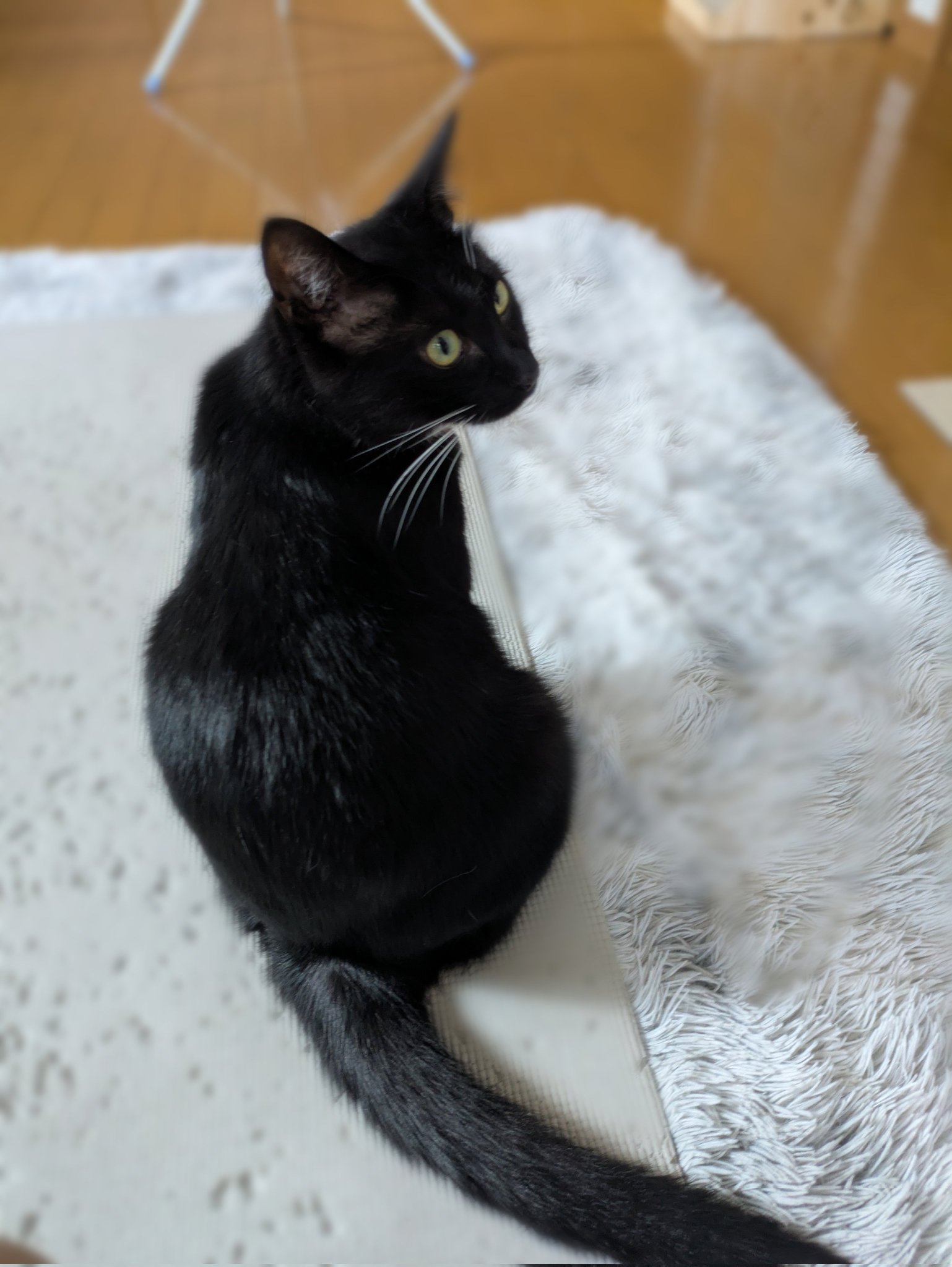 「黒猫みんと」のみ masumi on X: 