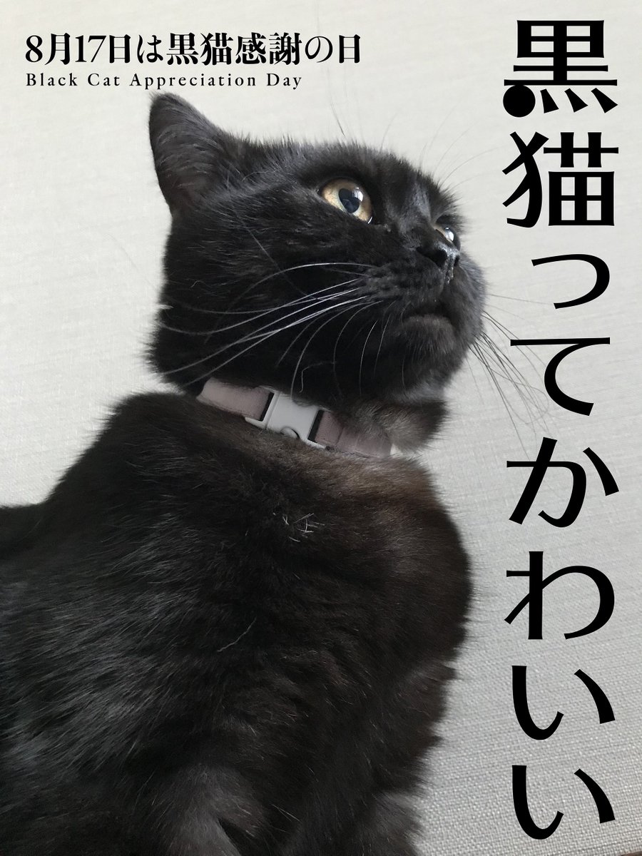 黒猫 GyhXkeAaMAA_UUJ.jpg