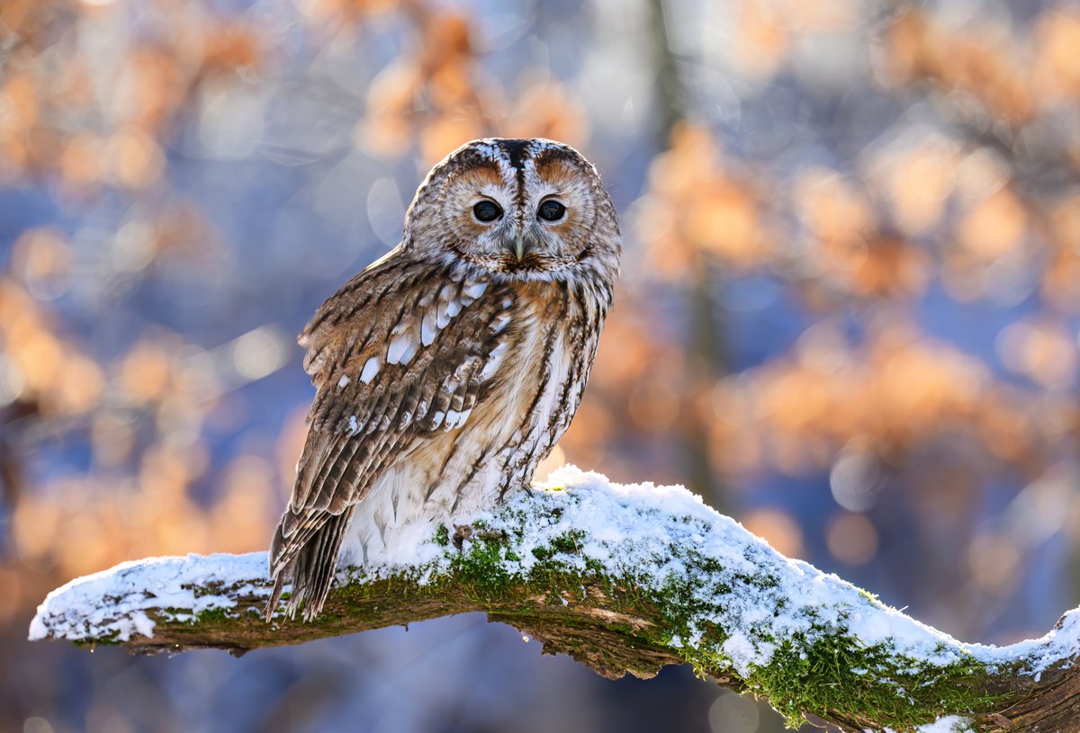 🦉 An owl doesn’t rush. It waits, watches, and moves when the moment is right. Good leaders do the same—seeing clearly, staying patient, and leading with steady wisdom.
