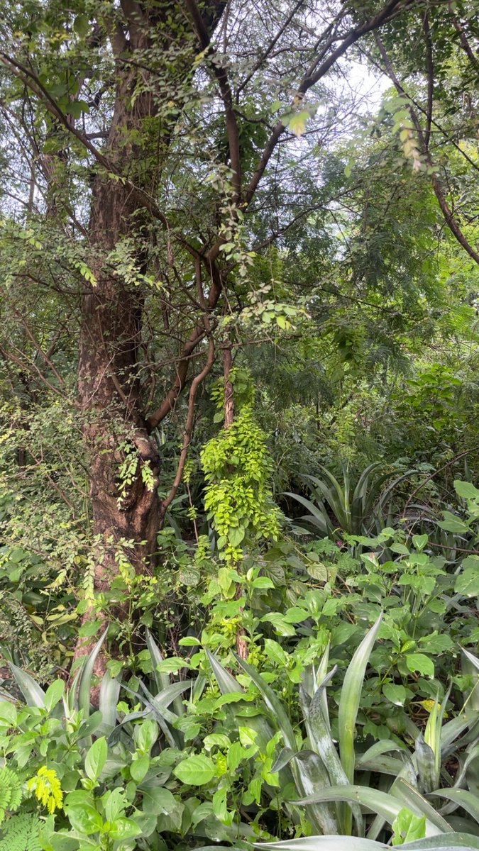 imbenafsha's tweet image. Lost in the greens, found in the calm. 🌱💚
#NatureVibes #PeacefulMind #Serenity #NatureLover