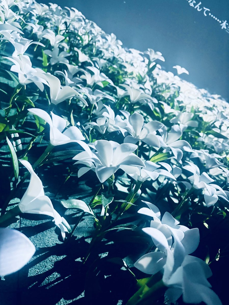 展示会行って来ました！ずっと興奮してたけど特にこの場所が幻想的すぎてずっと涙出てた
#NieR15anniversary #消セナイ記録 #ニーア