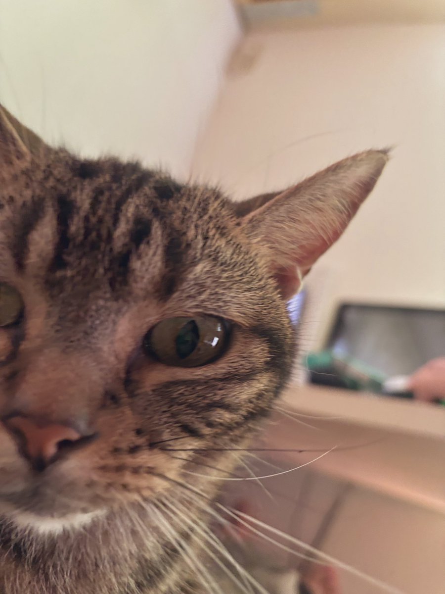 yukige030ms's tweet photo. 今日のメル君

 #猫のいる暮らし https://t.co/MWI12cgJin