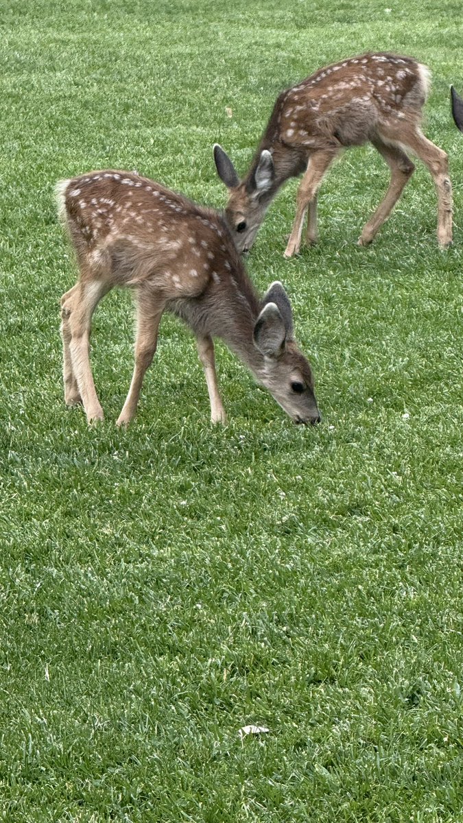 wapple15's tweet photo. While on wildlife, maybe a #DeerReport from #ZionCanyon #Utah https://t.co/WsDp5P7goc