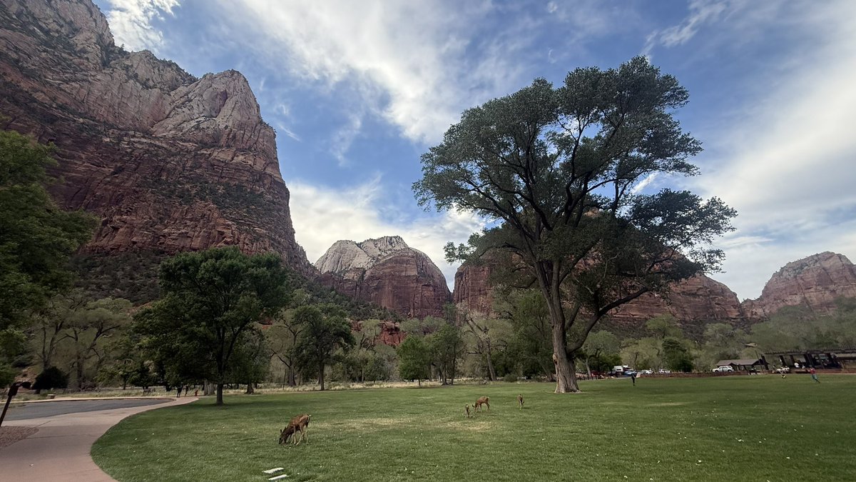 wapple15's tweet photo. While on wildlife, maybe a #DeerReport from #ZionCanyon #Utah https://t.co/WsDp5P7goc