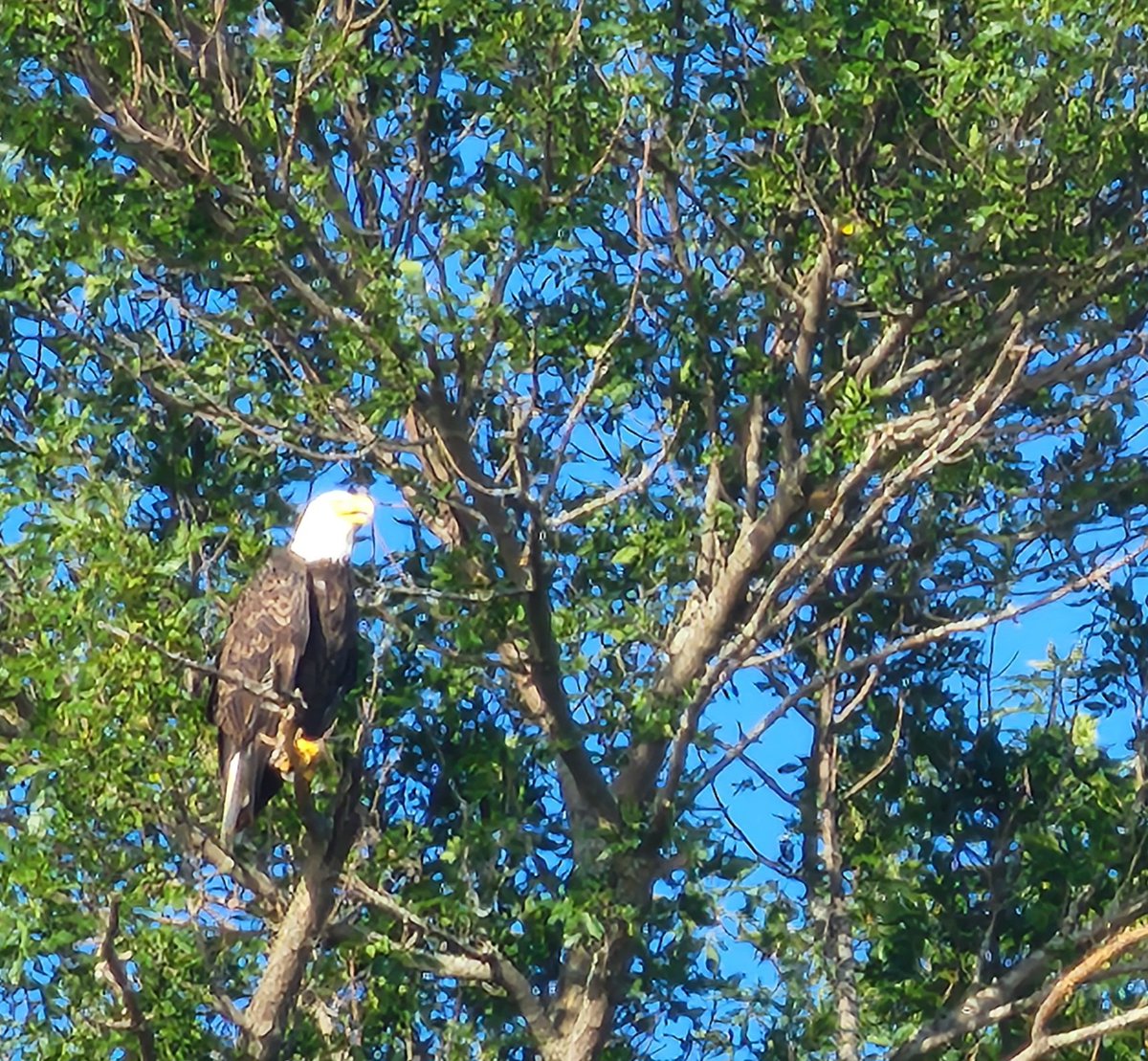 PamMacCat's tweet photo. God Bless America! #baldeagle #Minnesota ##minnesotatourist #bigpinelakemn #perham #proudamerican https://t.co/cqj3mH70YR