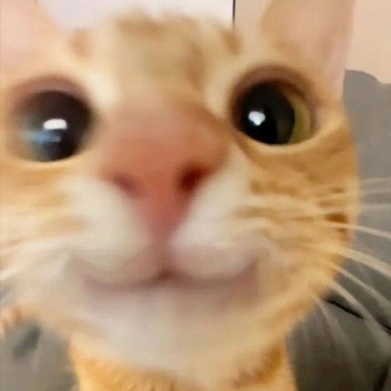 우리 고영이 잘 지내고 있구나🥰