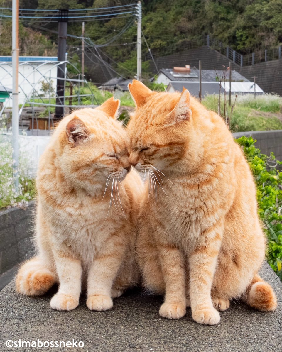 なかよし - Search / X