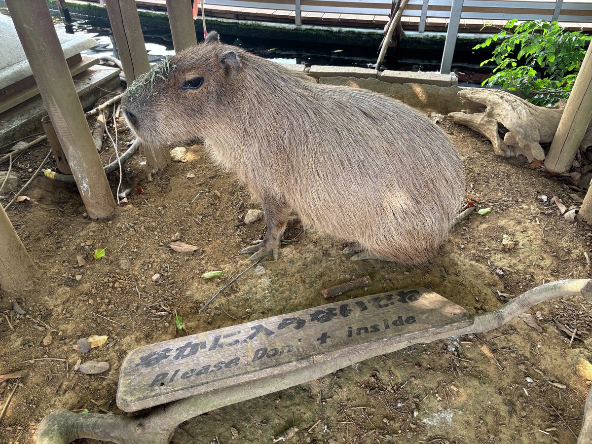 カピバラは入っても良いのですが、看板を倒して踏んで… 堂々としてい