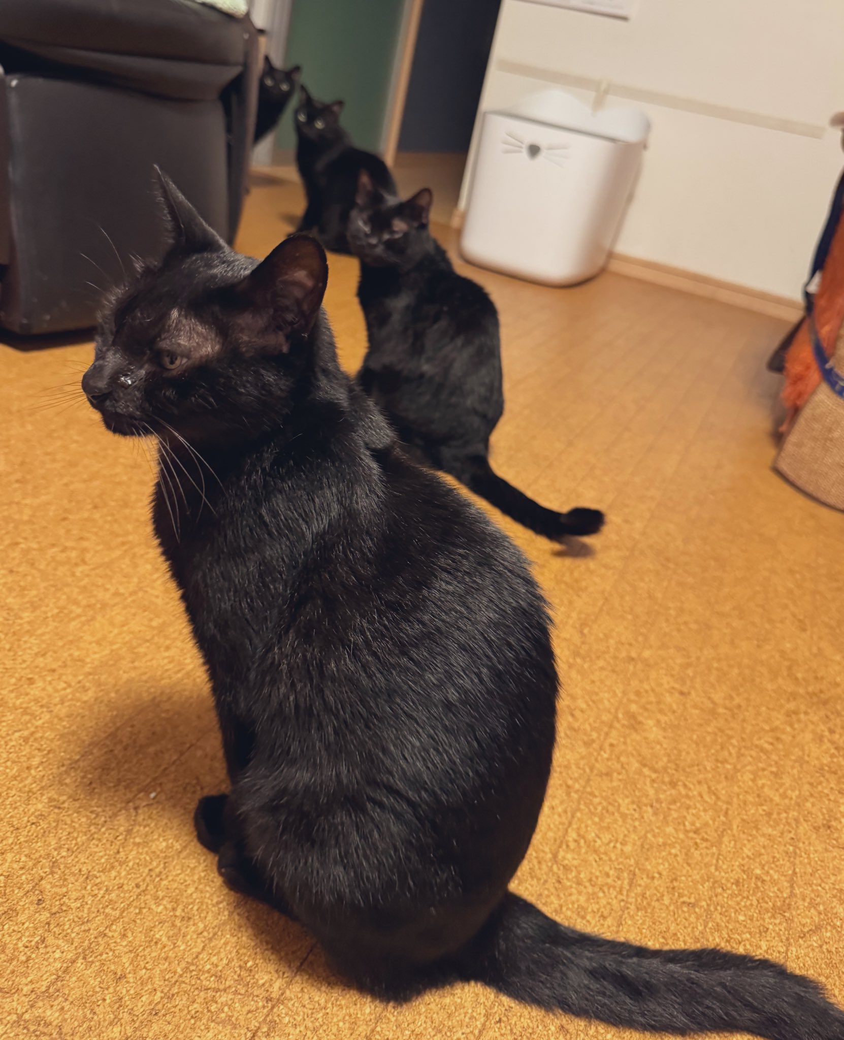 ほたりん☆黒猫戦隊の母 on X: 