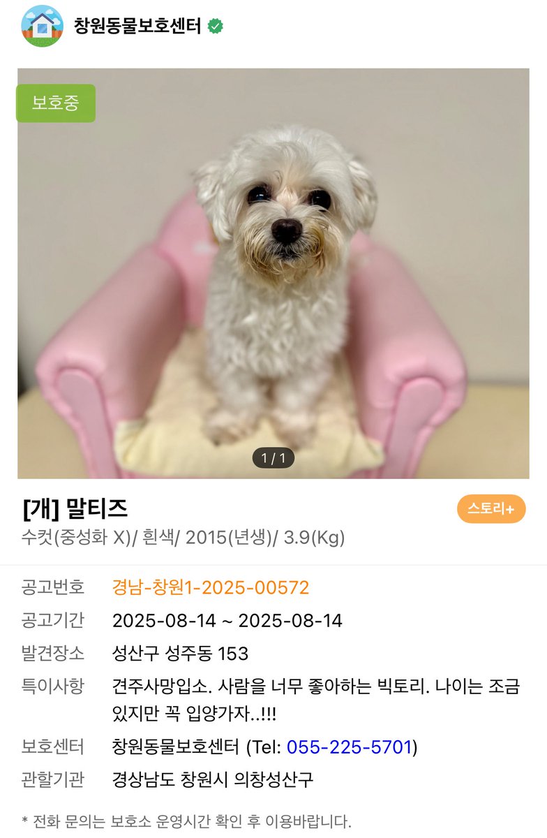 창원동물보호센터 안락사 있는 보호센터네요
빅토리.. 사람 너무 좋아한대요..
보호자랑도 형제 강아지들이랑도 갑작스레 헤어진 빅토리에게 새가족 나타나주세요!!
✌🏼빅토리!! 빅토리!!✌🏼