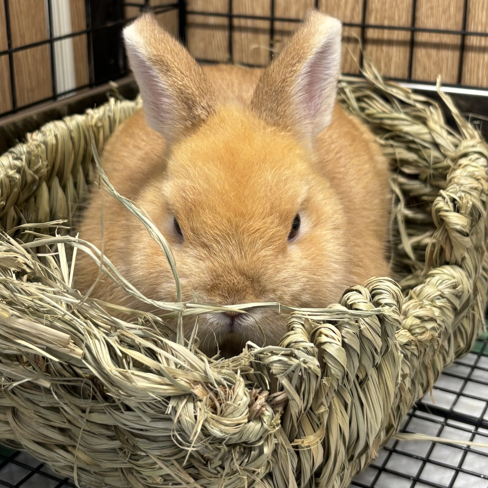 うさぎのしっぽオリナス錦糸町店 on X: 