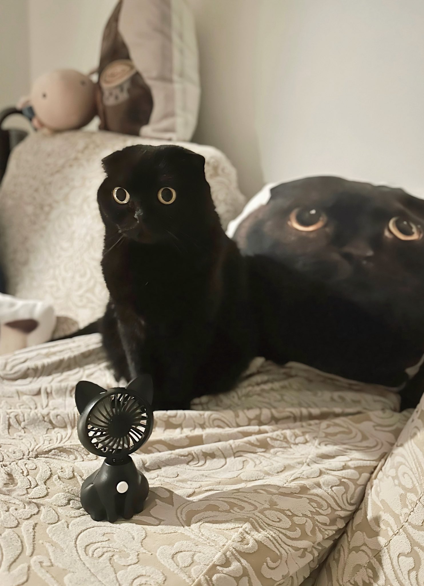 黒猫様 ﾟ.*❁🌸千春と澄春🌸❁.*・ﾟ on X: 