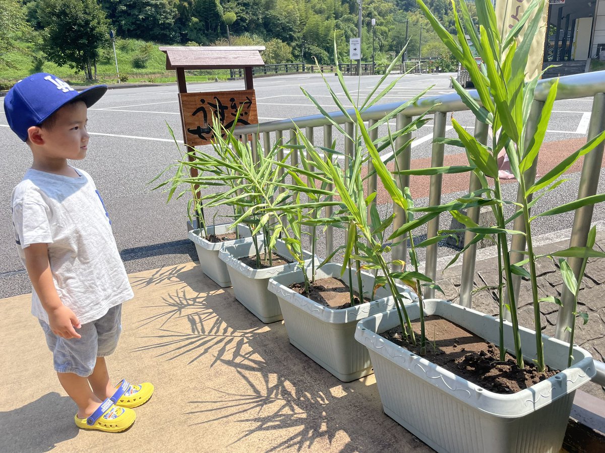 gotoseika's tweet photo. 店頭でブランター栽培してる生姜🫚
今年はグングン成長してます🌱

#有機生姜 https://t.co/ELbALs3JMl