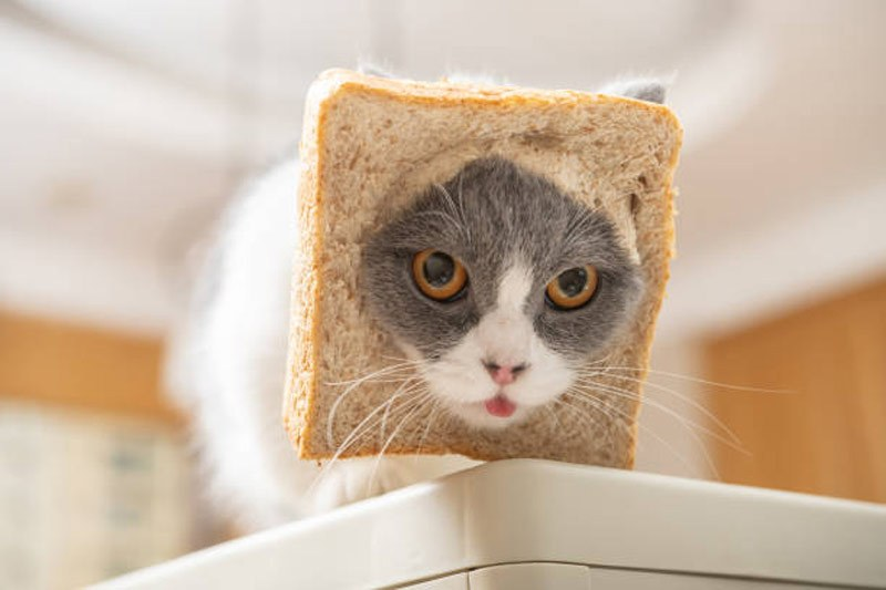 mnlstandardph's tweet photo. #MSPets | The peculiar habit of cats enjoying bread has puzzled many pet owners. While not all felines exhibit this behavior, a significant number seem to have a fondness for this seemingly unappetizing food.

Continue reading: https://t.co/6aXjLc4o7u https://t.co/Udclcivsse