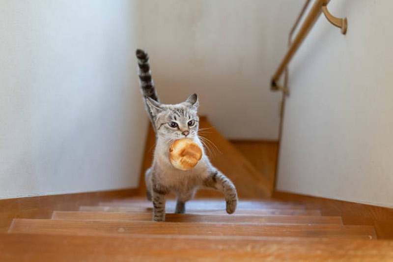 mnlstandardph's tweet photo. #MSPets | The peculiar habit of cats enjoying bread has puzzled many pet owners. While not all felines exhibit this behavior, a significant number seem to have a fondness for this seemingly unappetizing food.

Continue reading: https://t.co/6aXjLc4o7u https://t.co/Udclcivsse