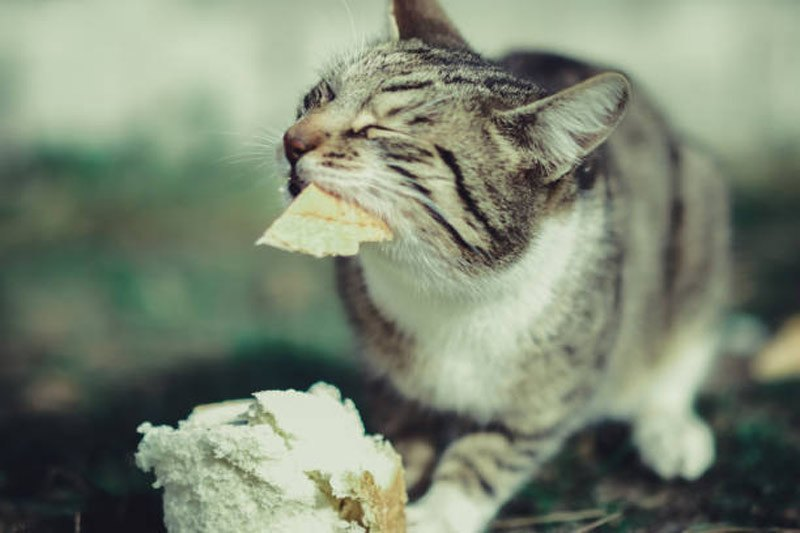 mnlstandardph's tweet photo. #MSPets | The peculiar habit of cats enjoying bread has puzzled many pet owners. While not all felines exhibit this behavior, a significant number seem to have a fondness for this seemingly unappetizing food.

Continue reading: https://t.co/6aXjLc4o7u https://t.co/Udclcivsse