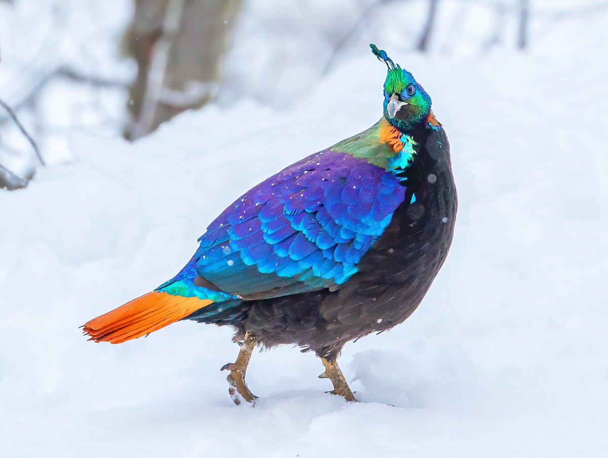 linjianyangbe's tweet photo. a male Himalayan Monal (棕尾虹雉,Lophophorus impejanus), in Xizang (#Tibet) autonomous region.

It is under top-class state protection in #China, and is the national bird of #Nepal. ❤周丰

#birds #BirdsSeenIn2025
#Nature #Peace #Chinese https://t.co/zVBxy5EKqH