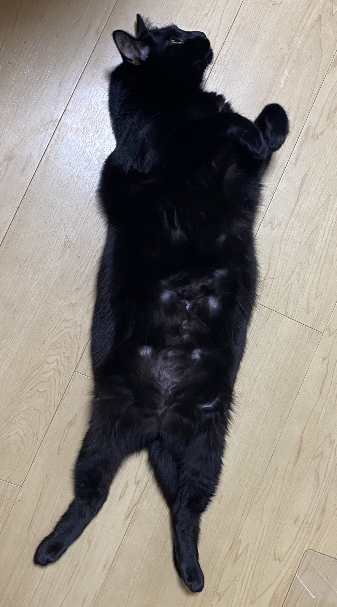黒猫 キャットウォークで遊ぼうぜ！#黒猫つくねちゃん #Tsukune_chan