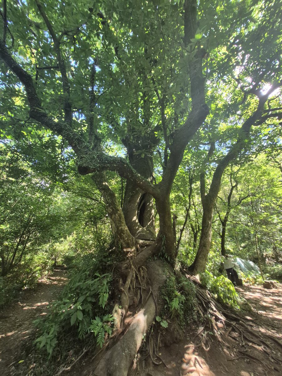 岩間を流れる水が力強い💪🌊