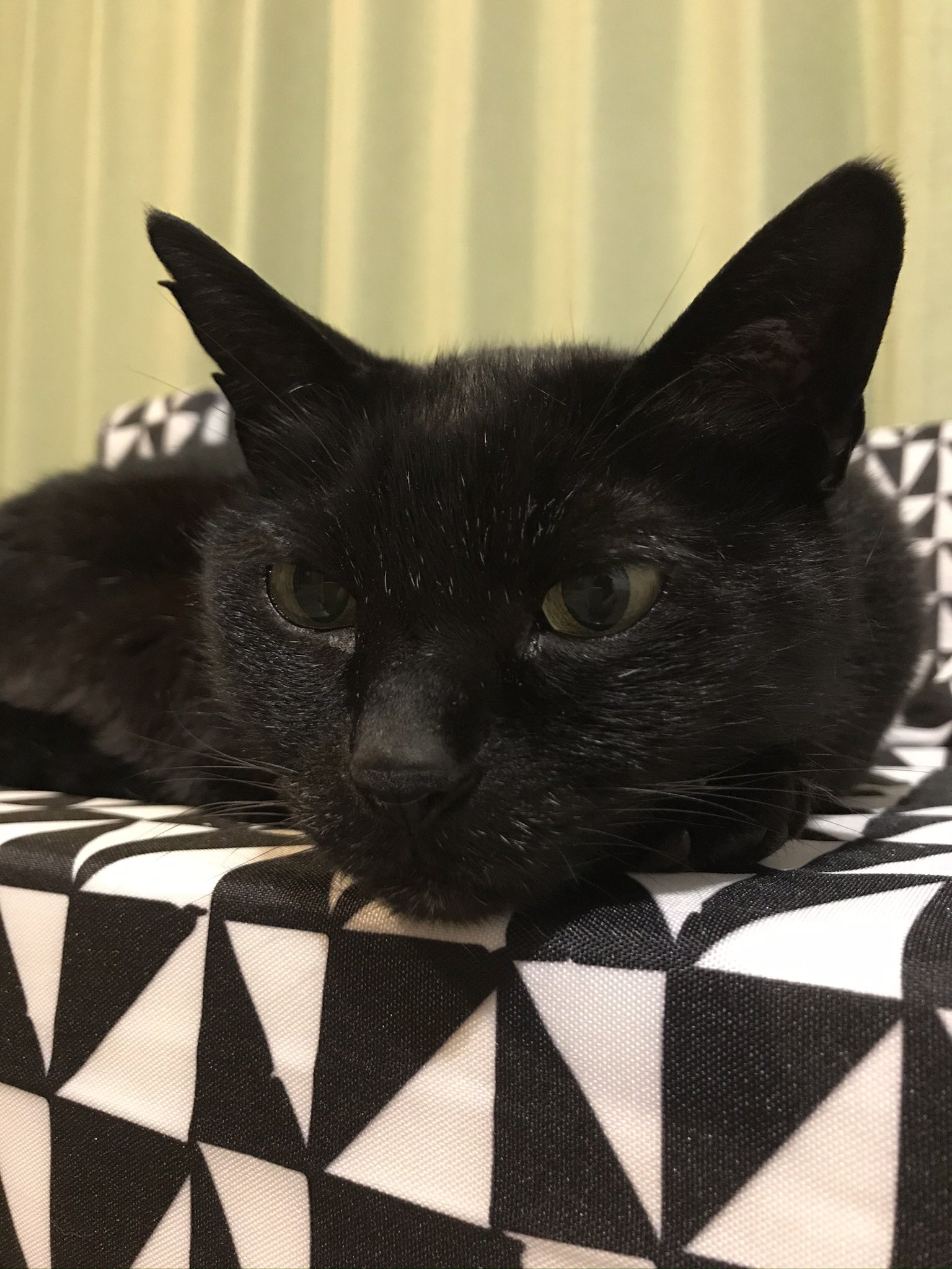 黒猫 2 mqdefault.jpg