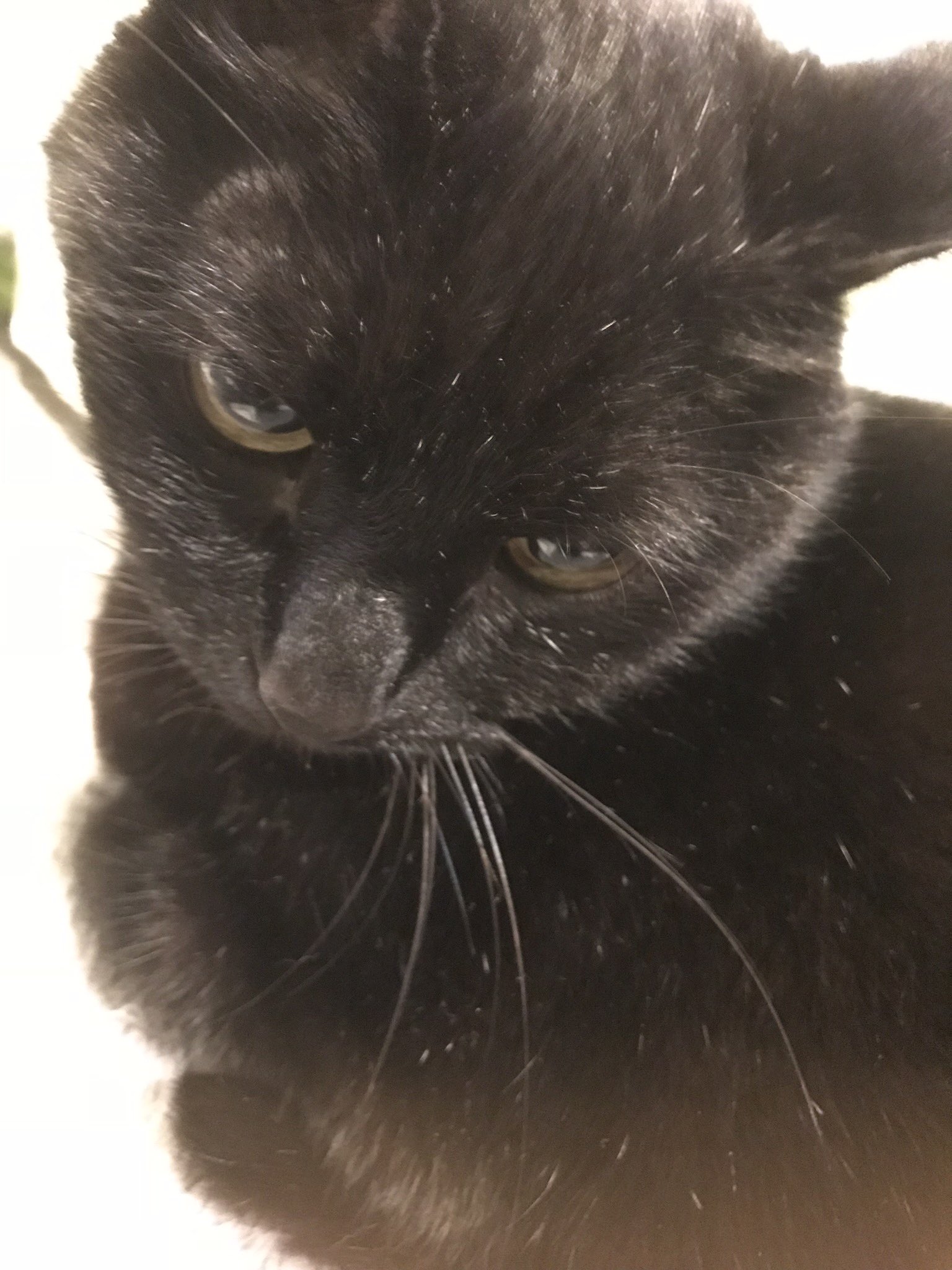 猫の画像 あきよし on X: 