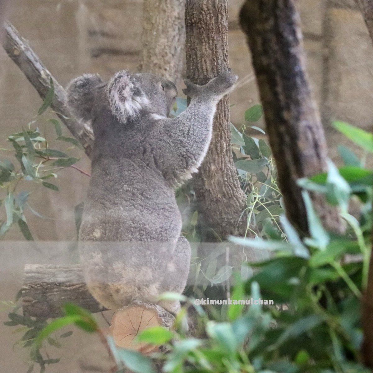 koala_totoi (@koala_totoi) / X