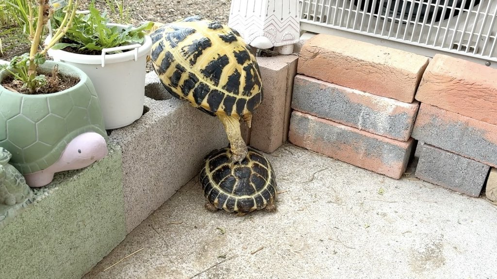 どうしてリクガメたちは協力プレイをするのか