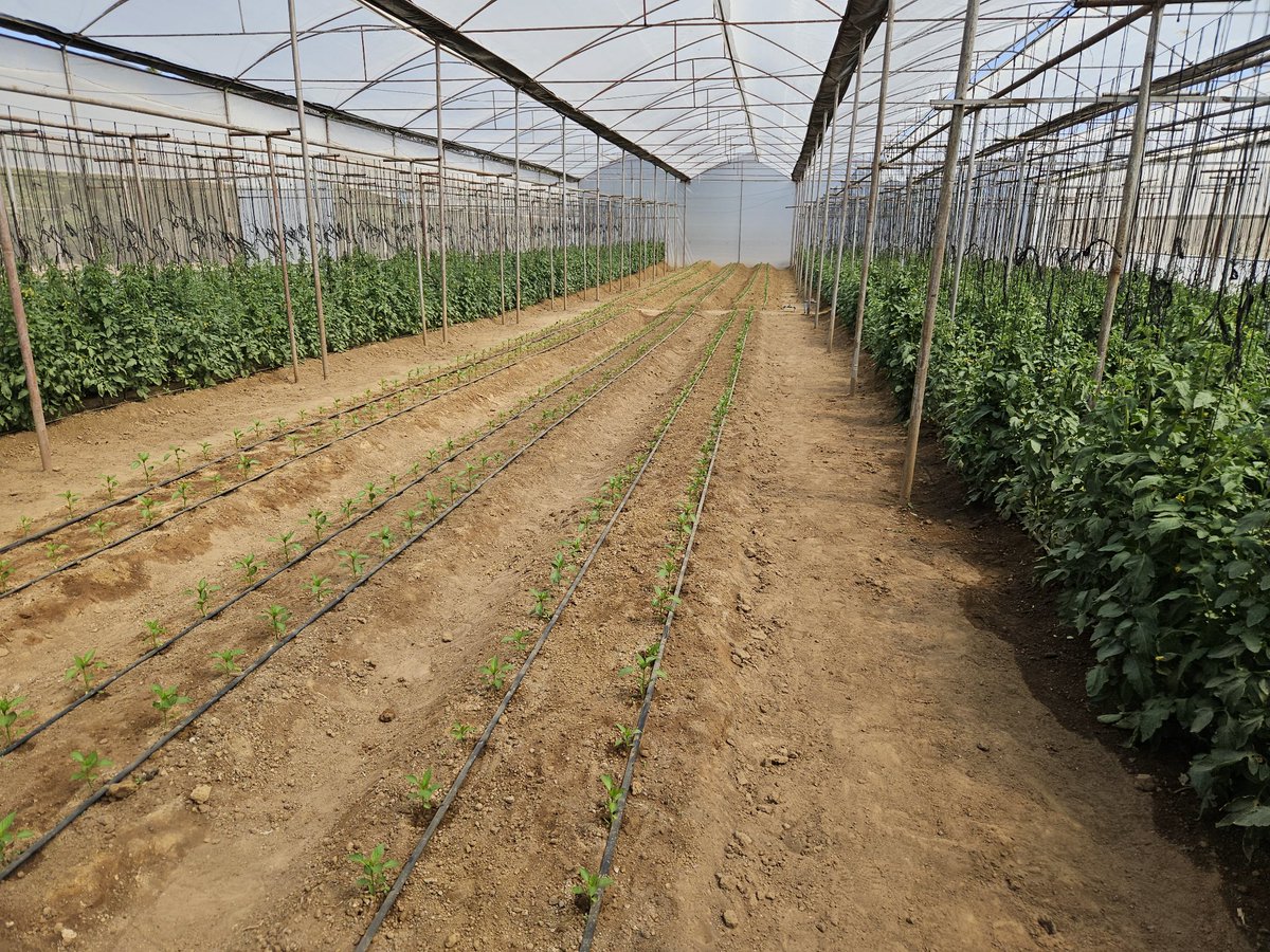 MinofLands,Agric,Fisheries,Water&Rural Development (@molafwrd_zim) on Twitter photo Against the odds, Joseph Village,Ward 1 in Mwenezi’s dry Region 5 is thriving!
Prof. Dr. Jiri hails it as a model of resilience, Pfumvudza success, and rural transformation — turning impossible land into a green island.<a href="/obertjiri/">Obert Jiri</a>
<a href="/arda_zim/">Agricultural and Rural Development Authority</a>
#RuralDevelopment
#ClimateResilience Against the odds, Joseph Village,Ward 1 in Mwenezi’s dry Region 5 is thriving!
Prof. Dr. Jiri hails it as a model of resilience, Pfumvudza success, and rural transformation — turning impossible land into a green island.<a href="/obertjiri/">Obert Jiri</a>
<a href="/arda_zim/">Agricultural and Rural Development Authority</a>
#RuralDevelopment
#ClimateResilience