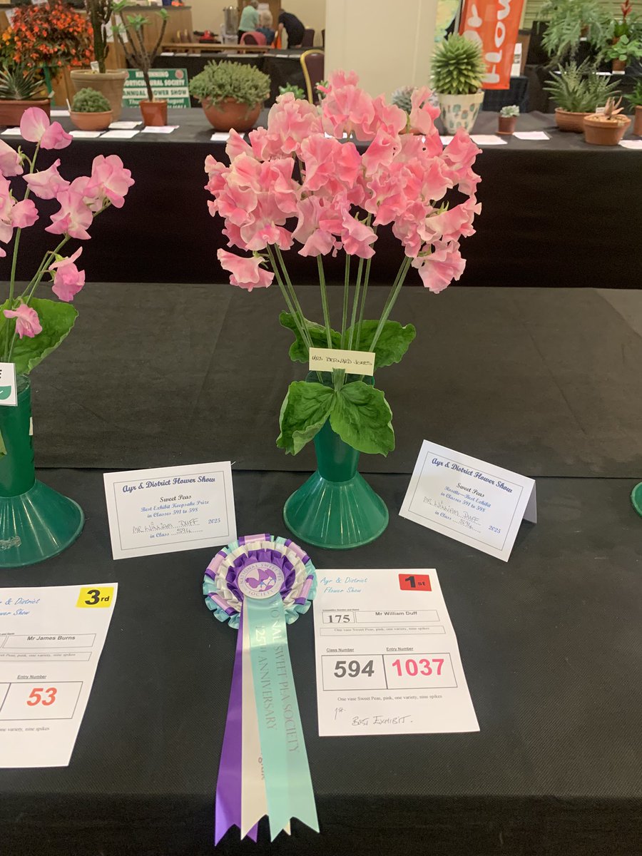 Great display of #sweetpeas at #ayranddistrictflowershow
<a href="/sweetpeasociety/">Sweet Pea Society</a>