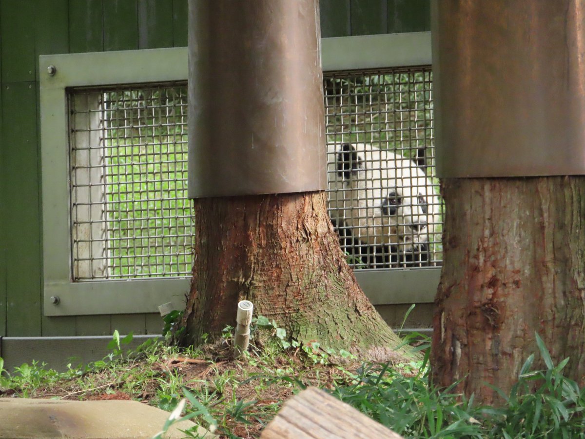 OddBeardieCouple (@pookiedigi4ever) on Twitter photo Mama Mei peeking in through the mesh, impatiently waiting on when she could join Cheej's birthday fun (8/21/22). โบ๏ธ #ThrowbackThursday <a href="/GrandMeiXiang/">Mei Xiang Tian</a> <a href="/DCPandaCub4/">Xiao Qi Ji</a> <a href="/tiantianpanda97/">Tian Tian</a> Mama Mei peeking in through the mesh, impatiently waiting on when she could join Cheej's birthday fun (8/21/22). โบ๏ธ #ThrowbackThursday <a href="/GrandMeiXiang/">Mei Xiang Tian</a> <a href="/DCPandaCub4/">Xiao Qi Ji</a> <a href="/tiantianpanda97/">Tian Tian</a>
