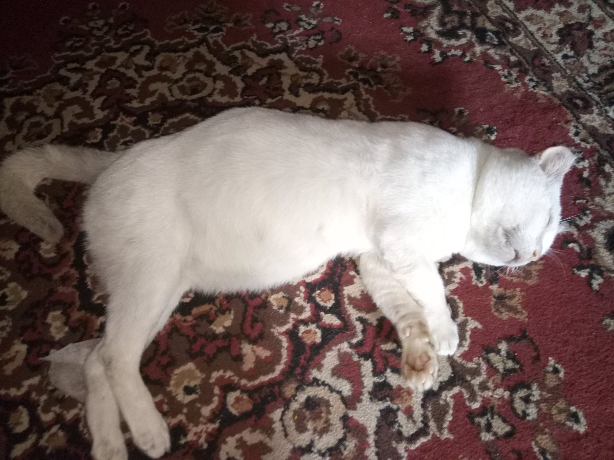 dalgomchu0301's tweet photo. "Setiap yang bernyawa akan merasakan mati"😭 Di hari ini 17 agustus 2025, Yoyo kucing tersayang, kucing yang sedari lahir kami rawat telah berpulang telah kembali kepada sang pencipta😭💔 terimakasih untuk 7tahun kebersamaan kita, Terima kasih sudah menjadi bagian dari keluarga. https://t.co/5GmBYYHy4a