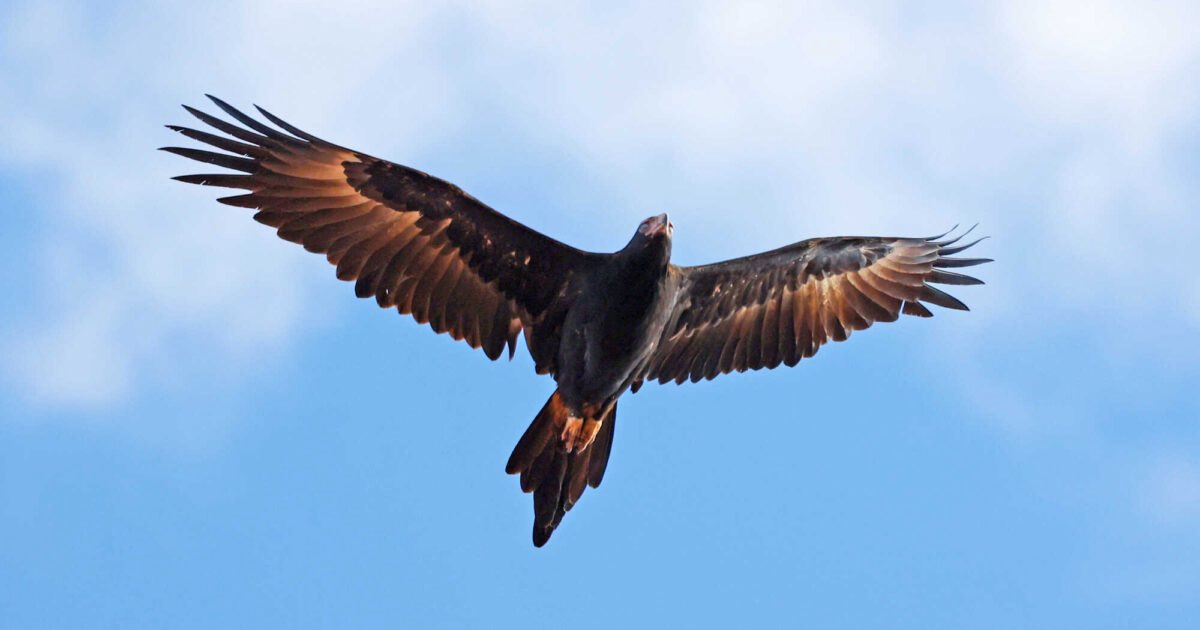 el_whyen's tweet image. . #temwc

Wordle 1,519 2/6

⬛🟦🟦🟦🟦
🟧🟧🟧🟧🟧