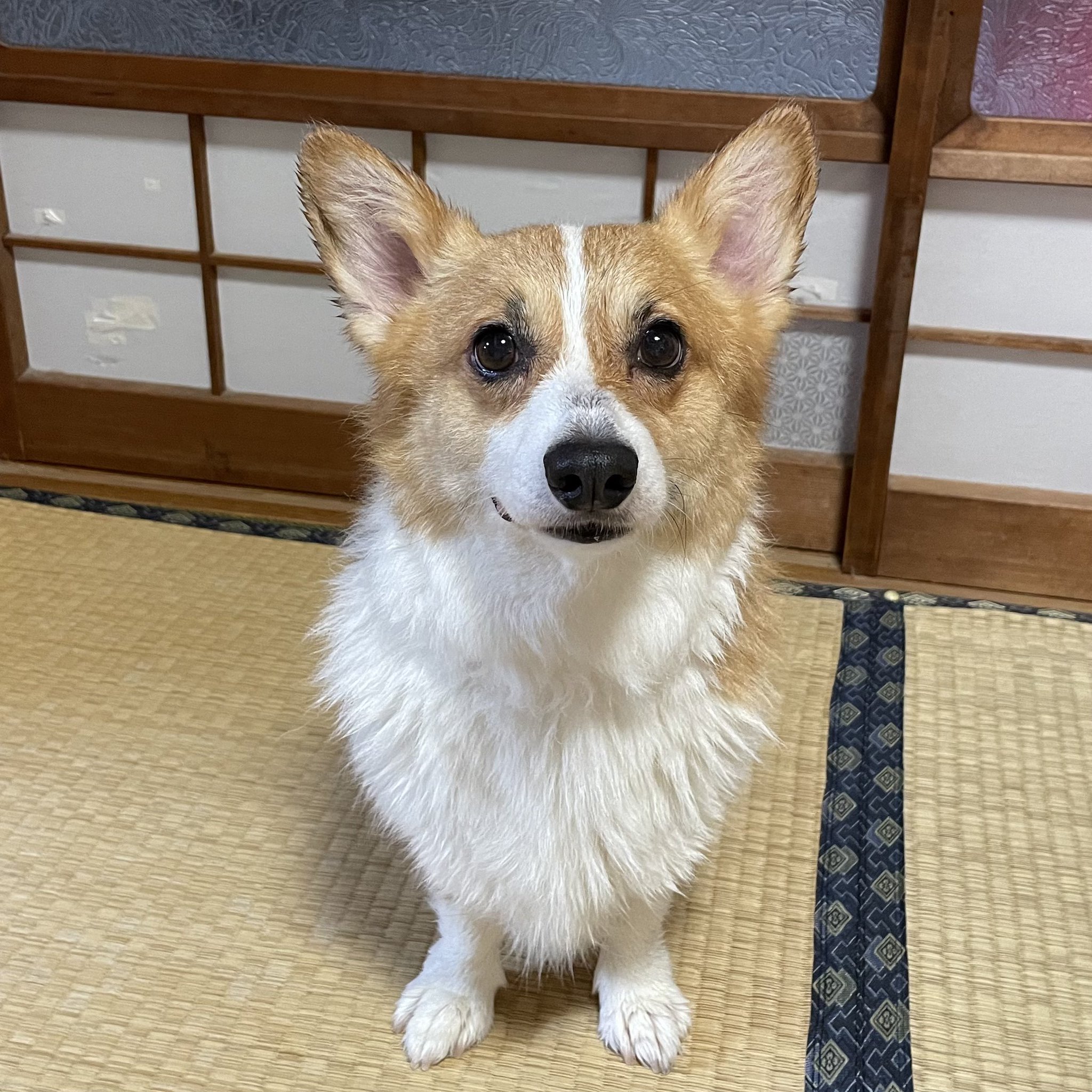 Corgi CORGI コーギー カーディガン M CORGI 