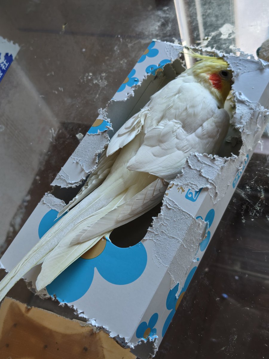 箱入りオカメ
#オカメインコ