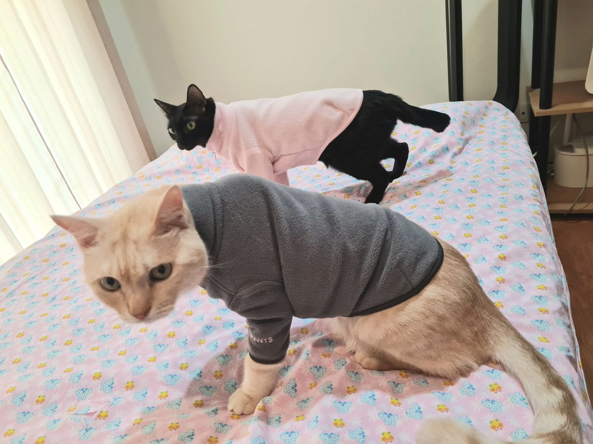 Hedhom🐈🌟 tweet media