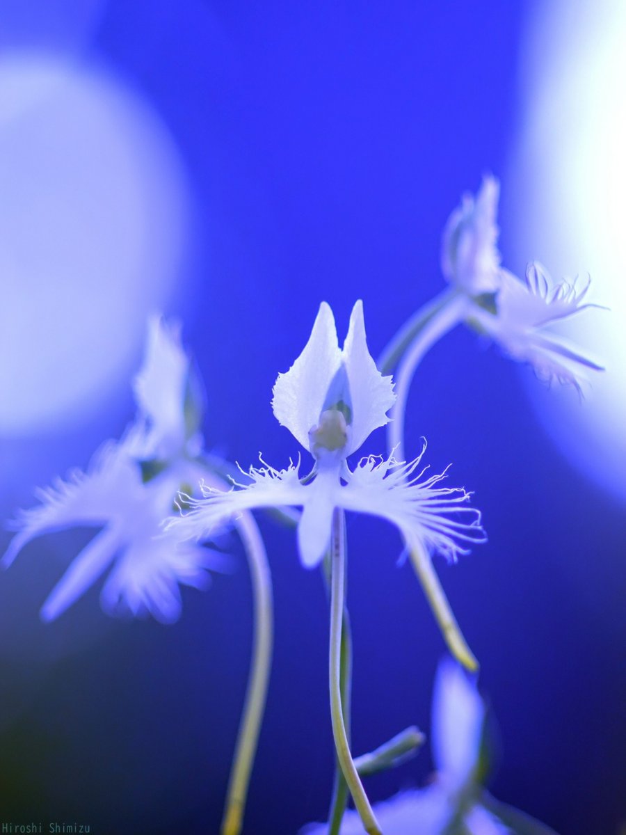 舞うように咲く
夜の鷺草 (サギソウ)