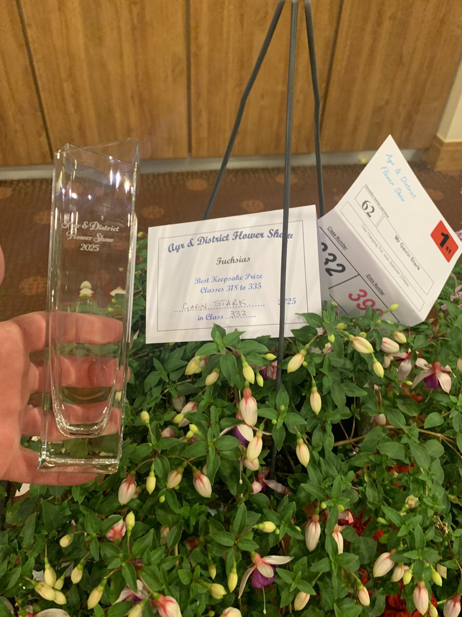 More #fuchsias on the bench this year than previous years #britishfuchsiasociety