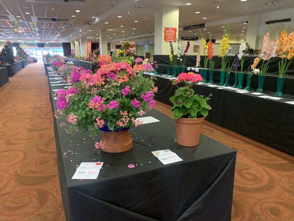 A full table of #pelargoniums at #ayranddistrictflowershow always a favourite #thePAGS