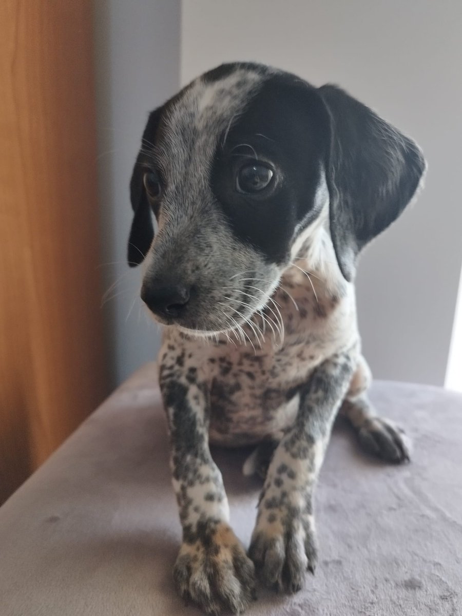 NUEVA VIDA ADOPCIONES tweet media