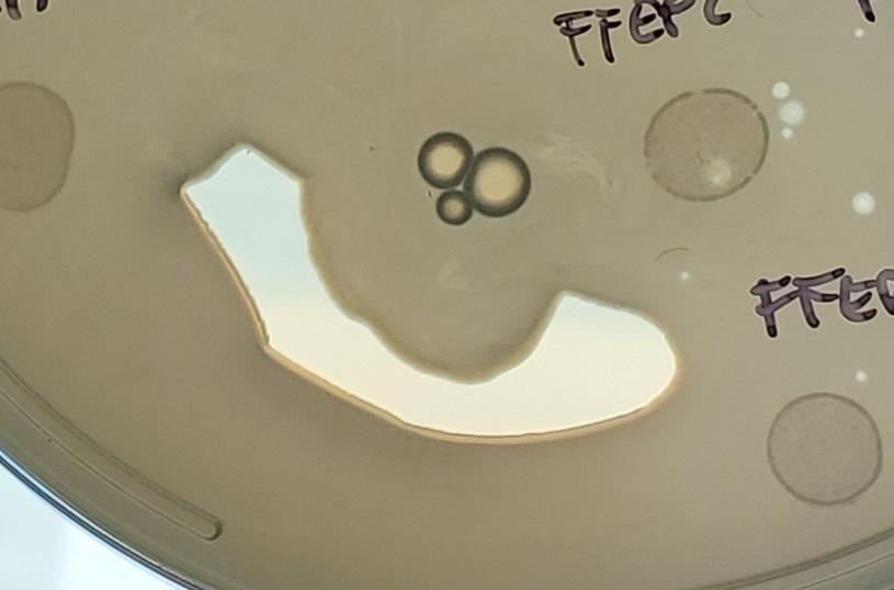 Sometimes I feel like my Petri dishes mock me...
